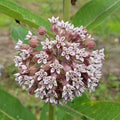 Common Milkweed Seeds (Asclepias syriaca)(20 Seeds)