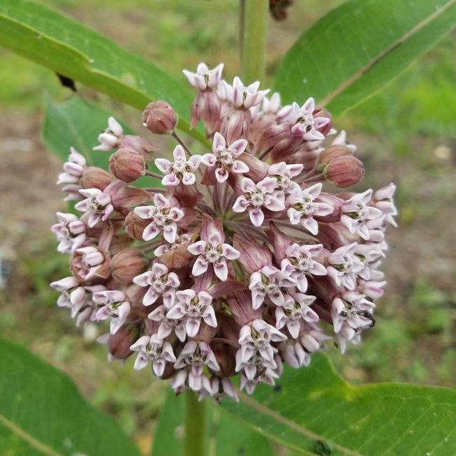 Common Milkweed Seeds (Asclepias syriaca)(20 Seeds)