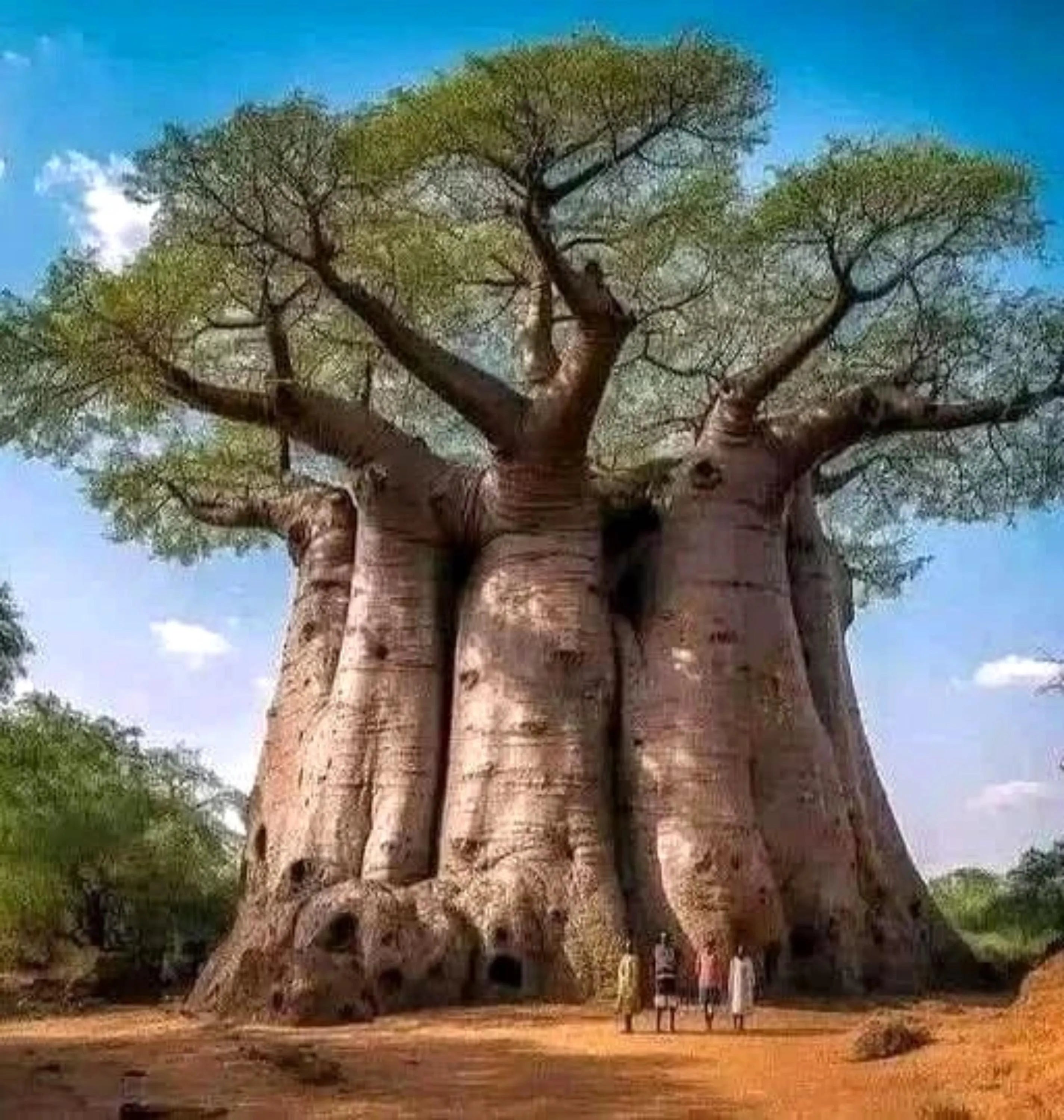 1/5/10 Baobab Tree Seeds: Rare African ;Tree of Life; Bonsai(1 Seeds)