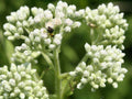 Boneset Seeds 40/200/400+ Eupatorium Perfoliatum Herb Perennial NON-GMO(40 Seeds)