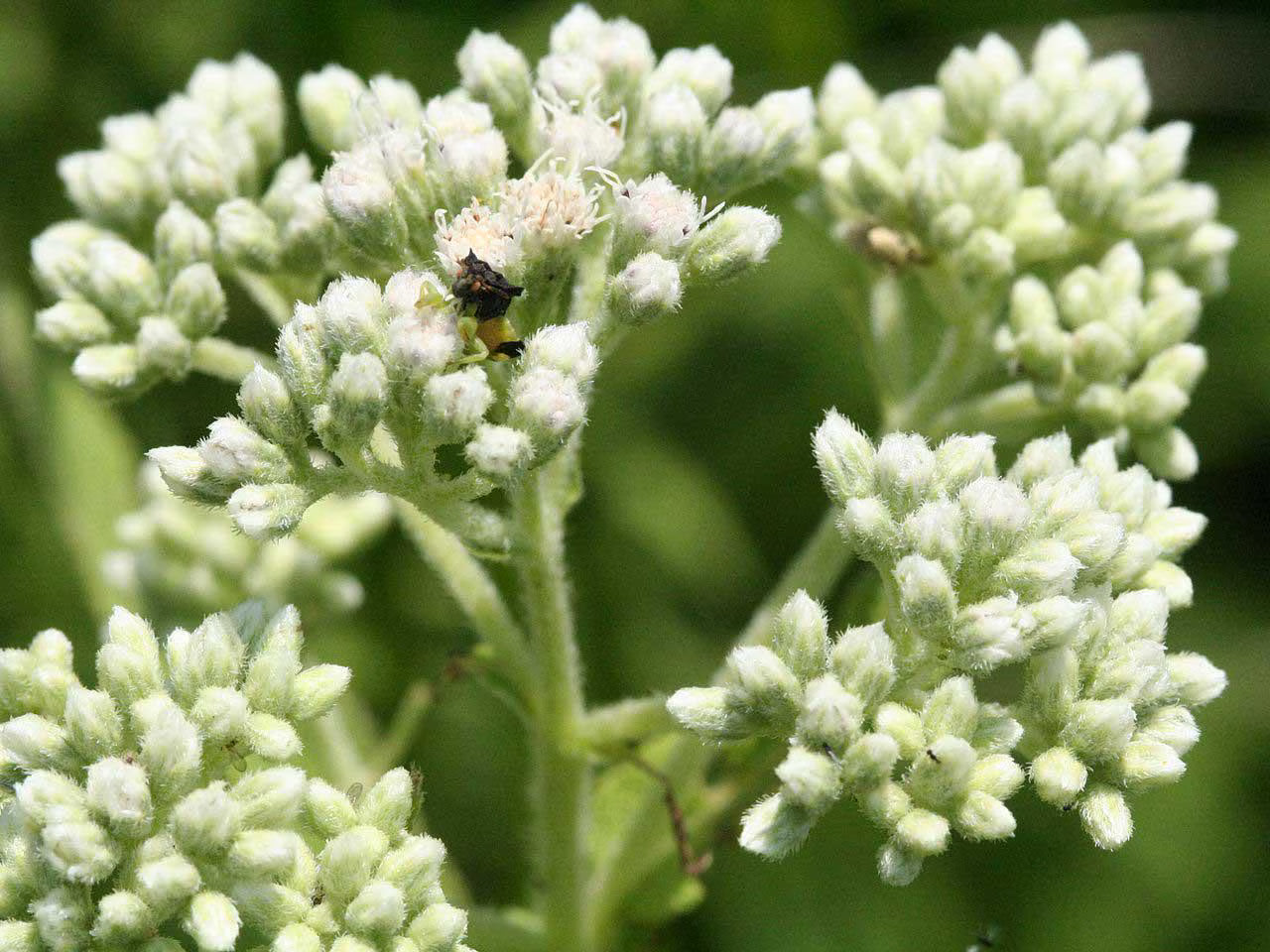 Boneset Seeds 40/200/400+ Eupatorium Perfoliatum Herb Perennial NON-GMO(40 Seeds)