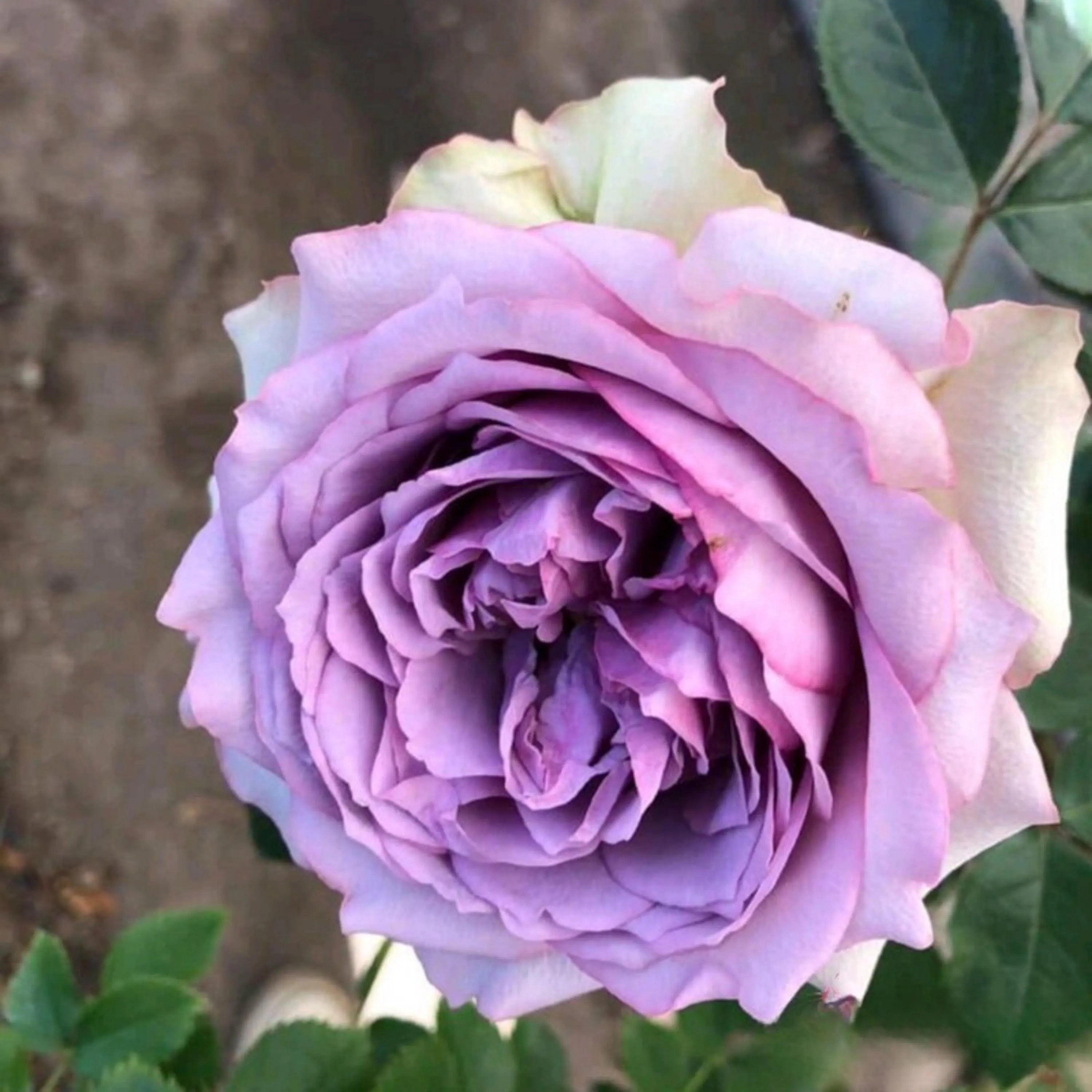1/5/10+ Seeds| Coffret Rose Seeds - Flowering - Rose Garden - Perennial - Deciduous - Cold Resistant - Plant in Fall/Early Spring(1 Seeds)