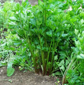 Celery Giant Red Heirloom seeds 20/100/200(20 Seeds)
