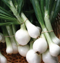 White Wax Onion Seeds 40+ Vegetable Garden NON-GMO USA(40 Seeds)