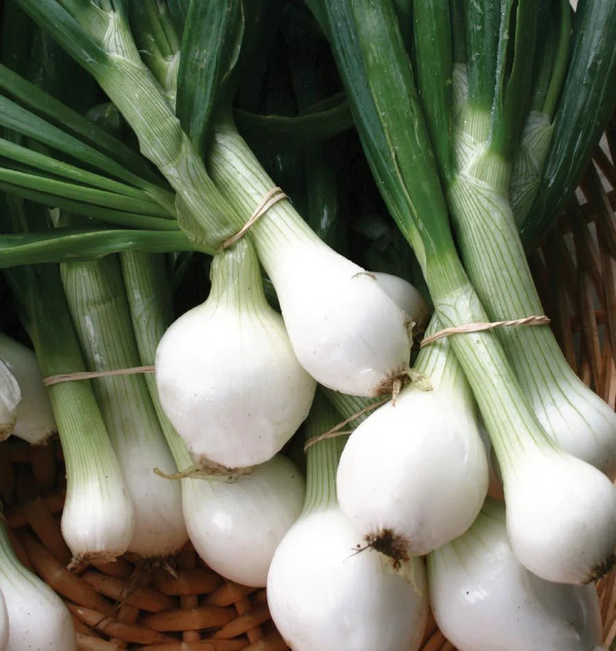 White Wax Onion Seeds 40+ Vegetable Garden NON-GMO USA(40 Seeds)