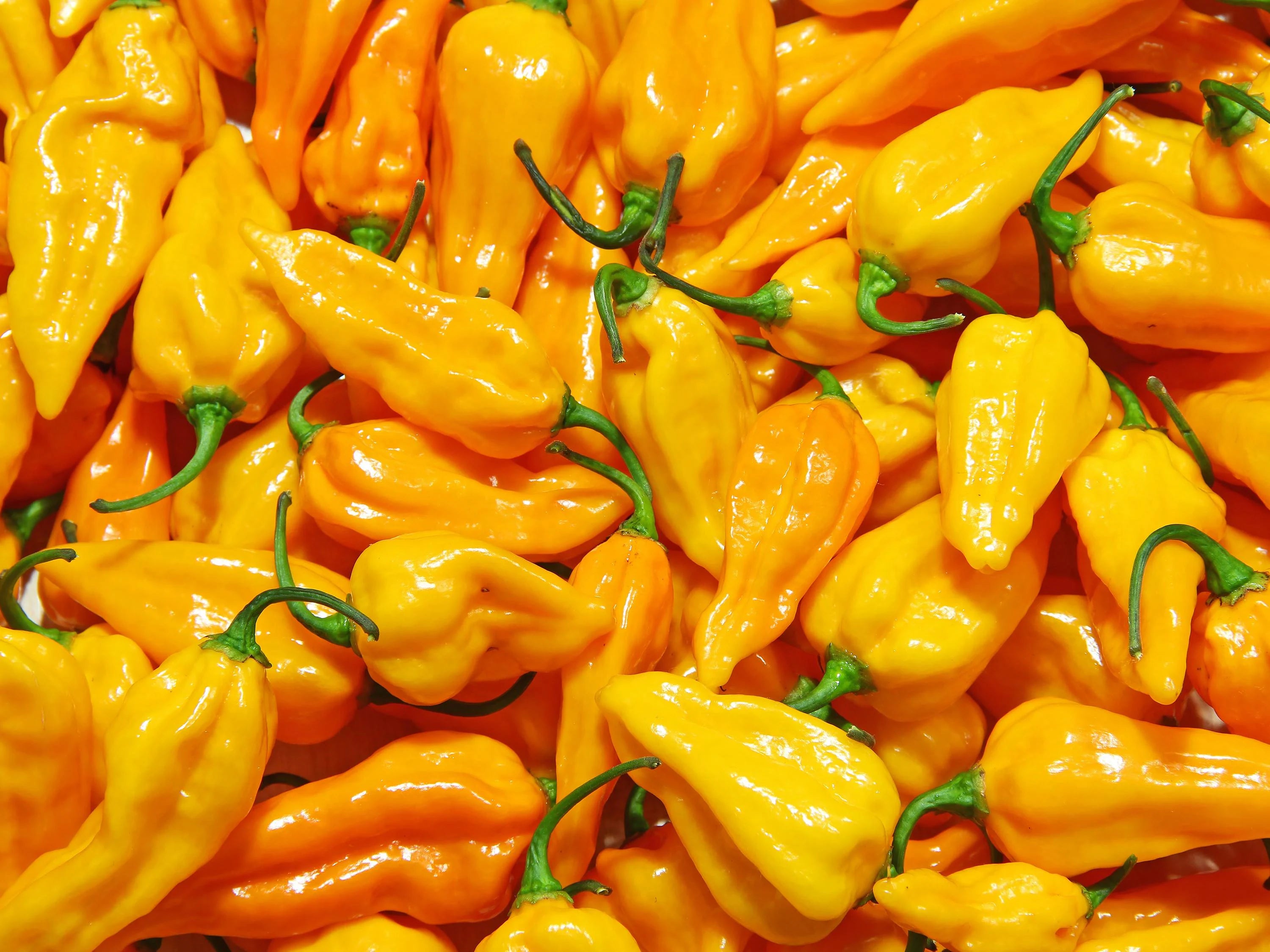 Fatalii Pepper Seeds (Yellow) | Heirloom - Non-GMO | Capsicum Chinense | Vegetable Seeds | Seed Store(10 Seeds)