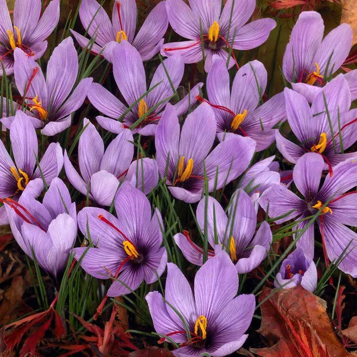 20/100/200 Saffron Crocus Seeds | Fall-Blooming Purple Crocus Sativus(20 Seeds)