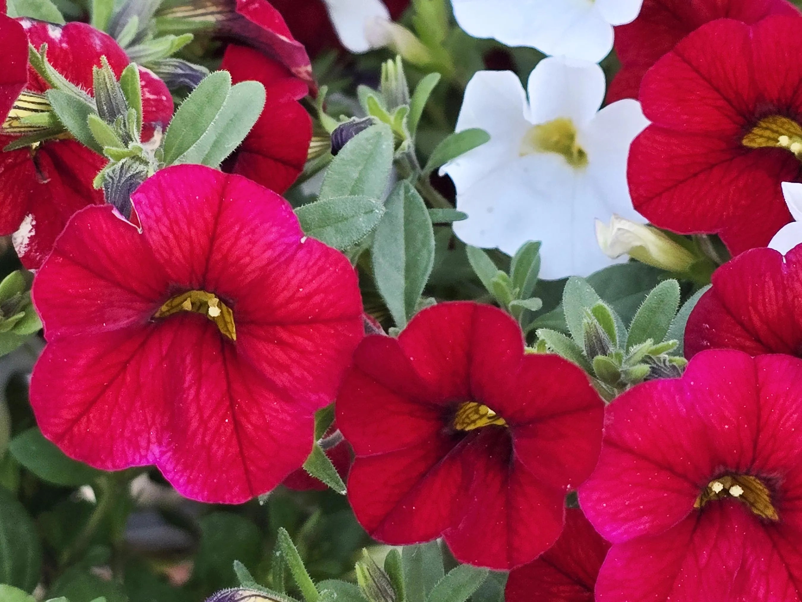 Dwarf Petunia Mixed Colors Flower Seeds - A Rainbow of Colors for Your Patio  Hanging Baskets(10 Seeds)