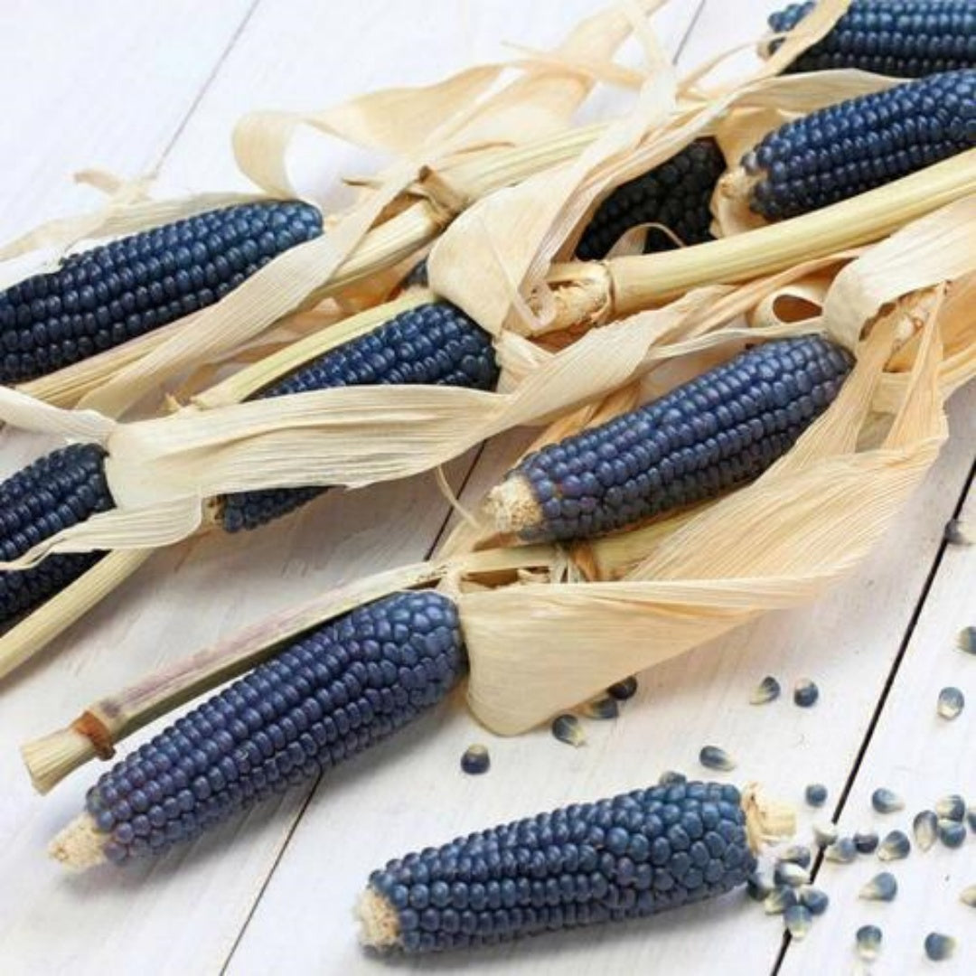 Blue Corn Seeds – Heirloom, Open Pollinated  Non-GMO, Ancient Blue Corn, Traditional Southwest Vegetable, Color for Flour | 5/25/50 Seeds(5 Seeds)