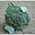 Arcadia F1 Broccoli Seeds Excellent taste!! 4/20/40(4 Seeds)