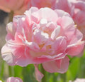 Pre Order! Tulip Finola Seeds. Ship in Fall. Double Blooms(1 Seeds)