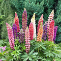 50/250/500 Russell Lupine mix Seeds. Ships free(50 Seeds)