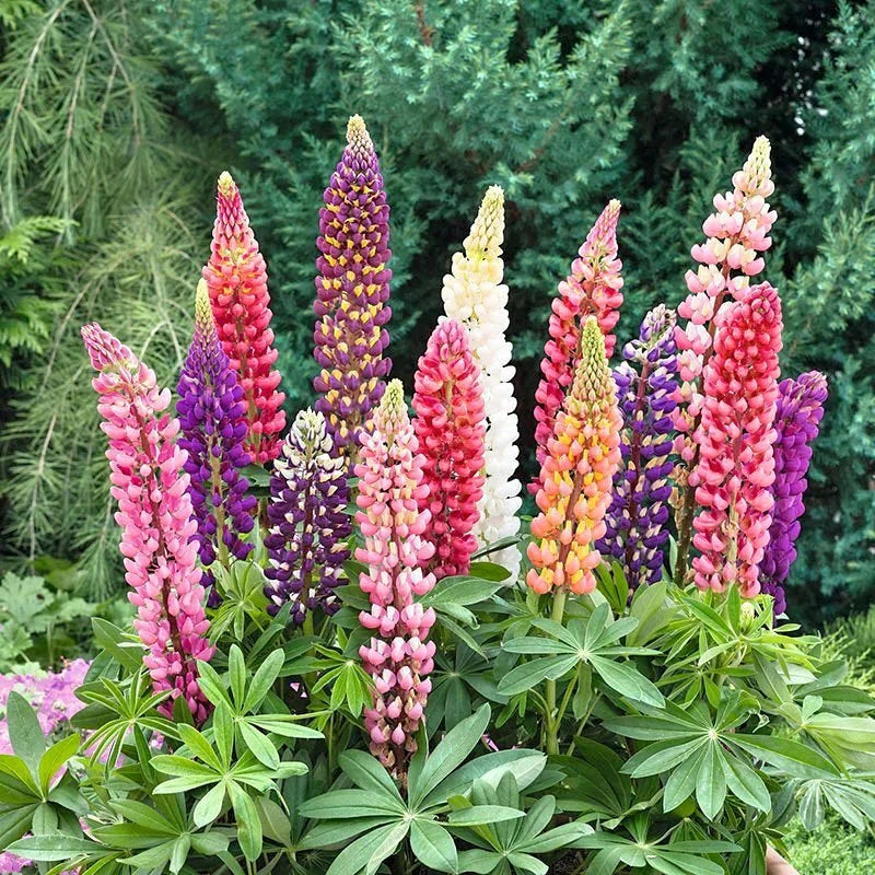 50/250/500 Russell Lupine mix Seeds. Ships free(50 Seeds)