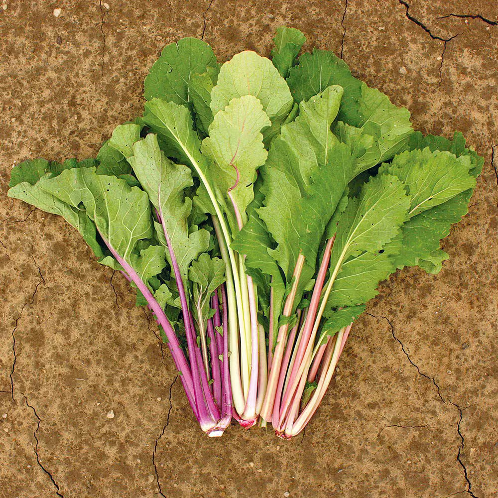 MustardChoi Vivid Choi seeds 40/200/400(40 Seeds)
