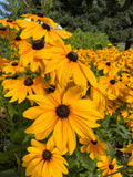 Gloriosa Daisy Seeds | Black Eyed Susan Rudbeckia Hirta | Bright Garden Flowers(200 Seeds)