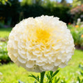 Moonlight Marigold Seeds | Heirloom Creamy Yellow Double Bloom(20 Seeds)