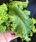 Southern Giant Curled Mustard Seeds(40 Seeds)