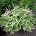 Variegated Hosta Seeds: Green  White Perennial Shade Plant(20 Seeds)