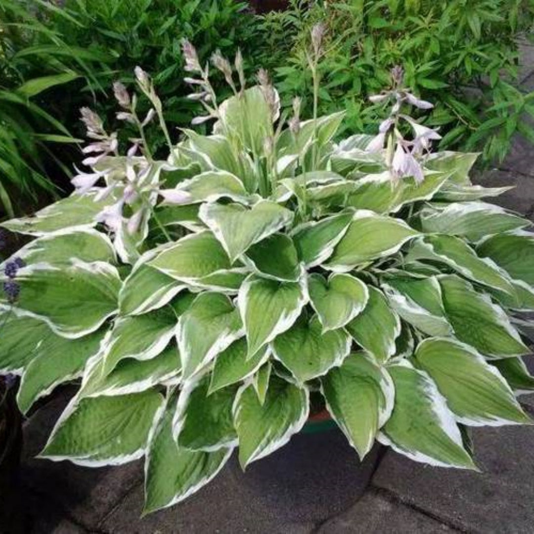 Variegated Hosta Seeds: Green  White Perennial Shade Plant(20 Seeds)
