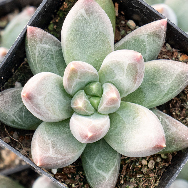 Pachyphytum compactum 'Little Jewel'Live Succulent Plants Rooted in a 2-inch pot with Soil Mix, Real House Plant for Indoor Outdoor Home Office Wedding Decoration Party Favor(1pc)