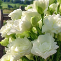 Lisianthus voyage 2 white pelleted Flower Seed 4/20/40(4 Seeds)