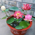 5/25/50 Lotus Seeds for Planting: Aquatic Pond Garden Bonsai(5 Seeds)