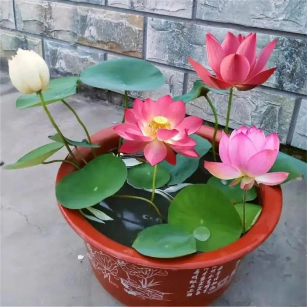5/25/50 Lotus Seeds for Planting: Aquatic Pond Garden Bonsai(5 Seeds)