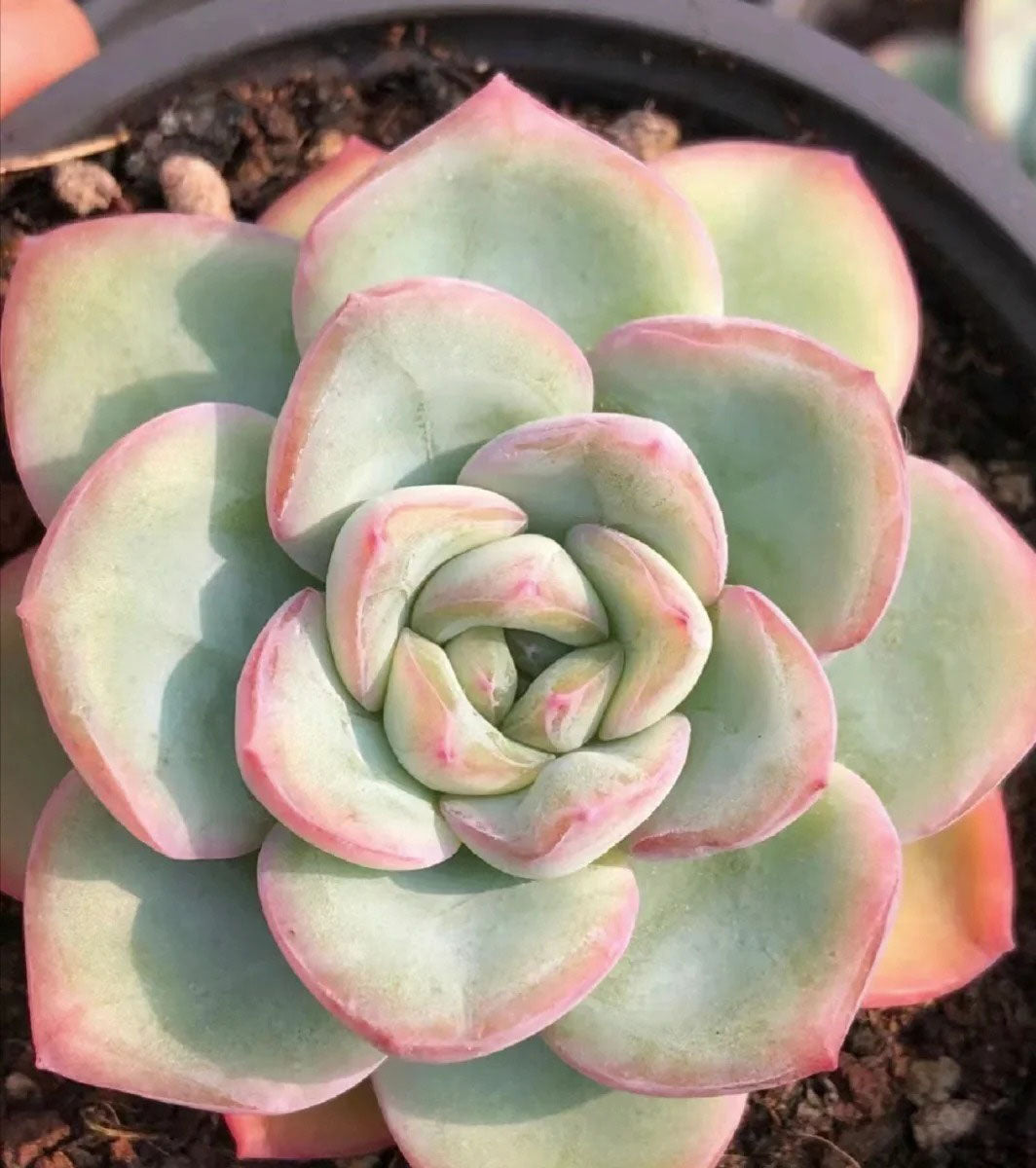 Eecheveria'Sensation',Live Mini Succulent Plants, Low Maintenance, Exceptional Colors  Textures,Home Decor New Year Gifts, Housewarming Gifts, Guest Housewarming Gifts, Christmas Decorations(1pc)