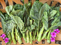 Big Sum XL Slicing Chinese Broccoli aka Kailaan or Gailan Garden Vegetable Seeds(200 Seeds)