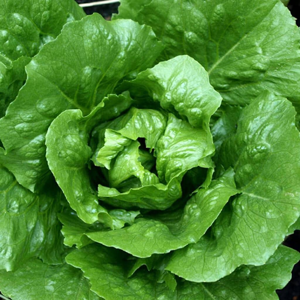 Tom Thumb Lettuce Seeds 40/200/400+Vegetable Lactuca Sativa NON-GMO USA(40 Seeds)