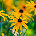 Toto Black Eyed Susan Flower Seeds - Grow Beautiful Flowers Indoors, Outdoors, In Pots, Grow Beds, Soil, Hydroponics  Aquaponics(200 Seeds)