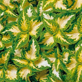 20/100/200 Wizard Jade Coleus Seeds | Coleus blumei | Green and Cream Ornamental Foliage Plant for Garden, Patio  Indoor Pots(20 Seeds)