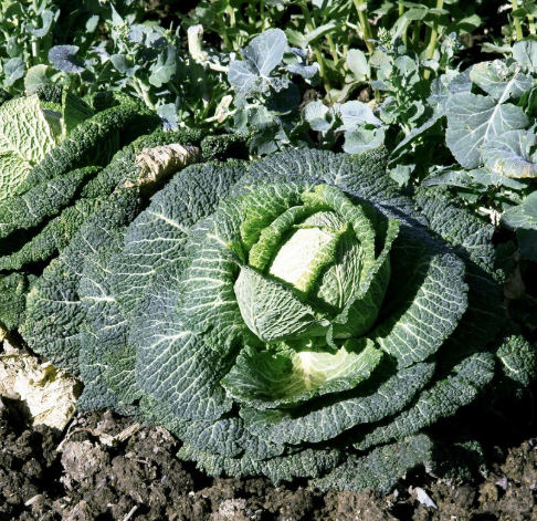 5/25/50 Premier Kale Seeds for Planting Heirloom Non GMO 5+ Grams Garden Vegetable Bulk Survival(5pcs)