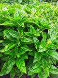 Sally Italian Basil Compact Bush Form (100/500/1000 Seeds)(100 Seeds)