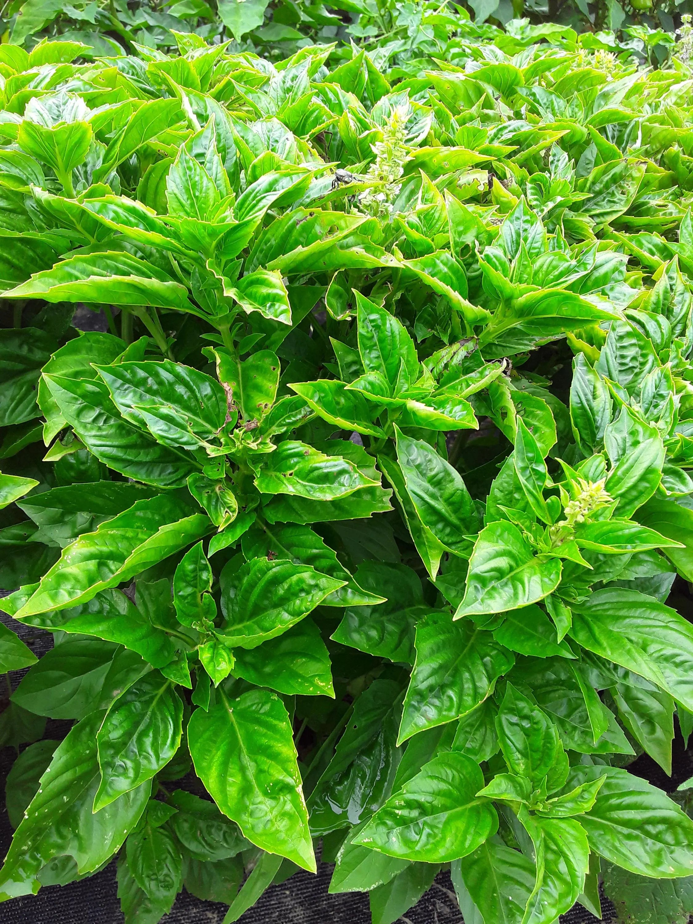 Sally Italian Basil Compact Bush Form (100/500/1000 Seeds)(100 Seeds)
