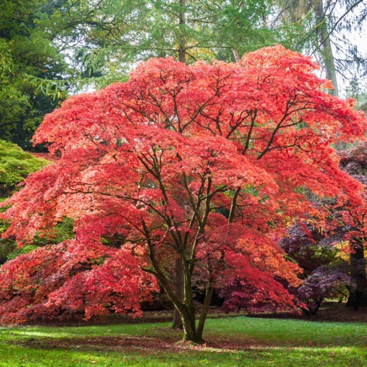 Inazuma Japanese Maple Tree (Acer Palmatum;Inazuma;) Seeds(2 Seeds)
