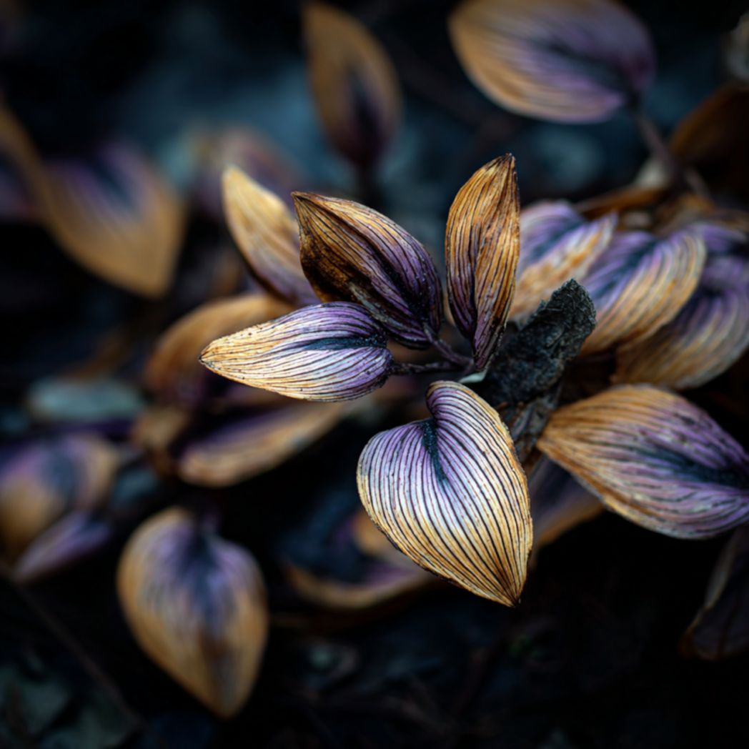 Hosta Seeds 40/200/400pcs — Shade-Loving Perennial Foliage Plant for Gardens(40 Seeds)