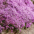 Creeping Thyme - 1200/6000/12000 Seeds - Groundcover -  Purple flowers - Thymus Serpyllum(1200 Seeds)