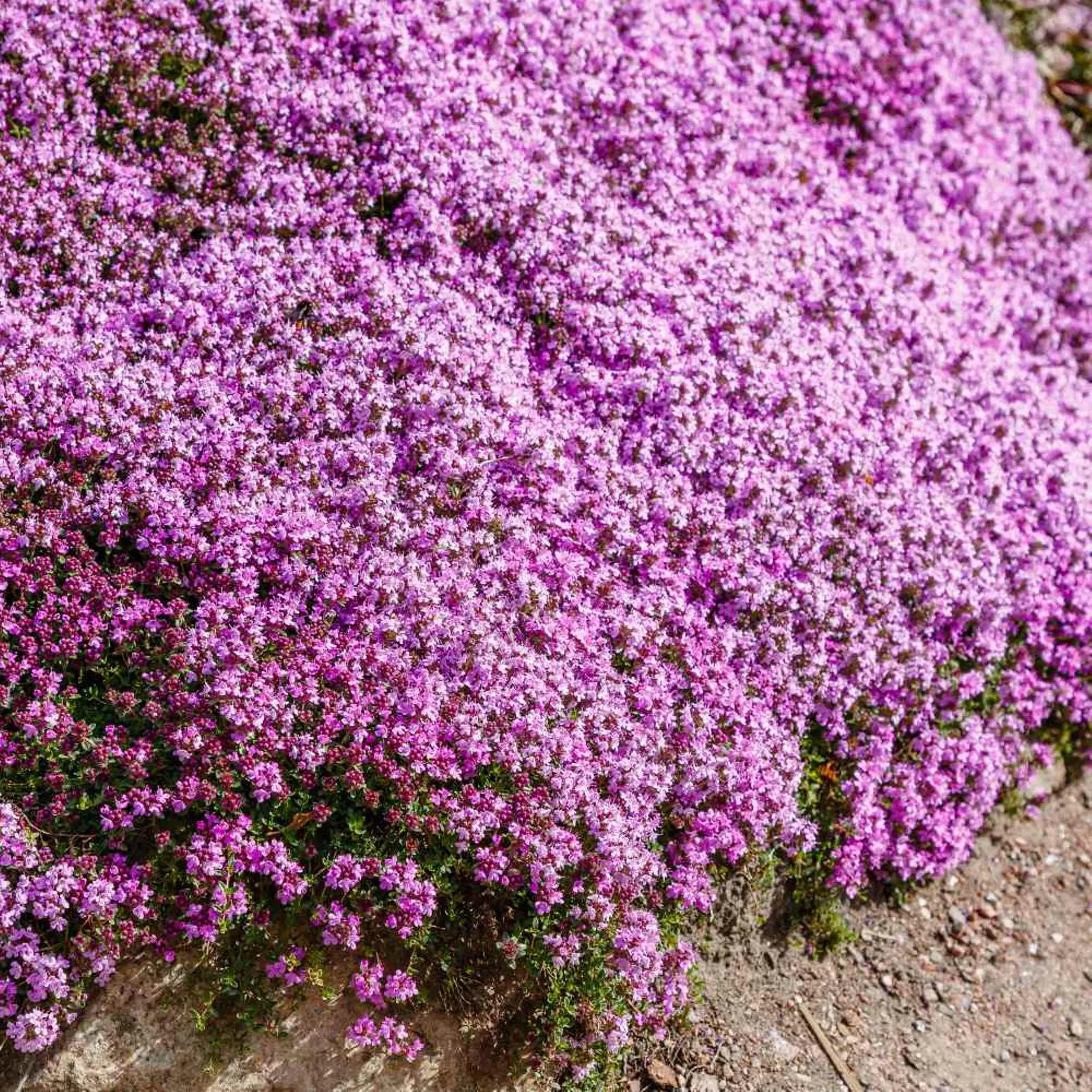 Creeping Thyme - 1200/6000/12000 Seeds - Groundcover -  Purple flowers - Thymus Serpyllum(1200 Seeds)