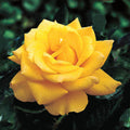 200+s|Yellow Shrub Rose Seeds , Cold Resistant, Open-Pollinating, Deciduous, Beautiful Blooming Flowers –Planting in Fall/Early Spring(200 Seeds)