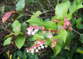 4/20/40 SALAL BERRY Gaultheria Shallon Pink White Flowers Blue Fruit Shrub Seeds(4 Seeds)