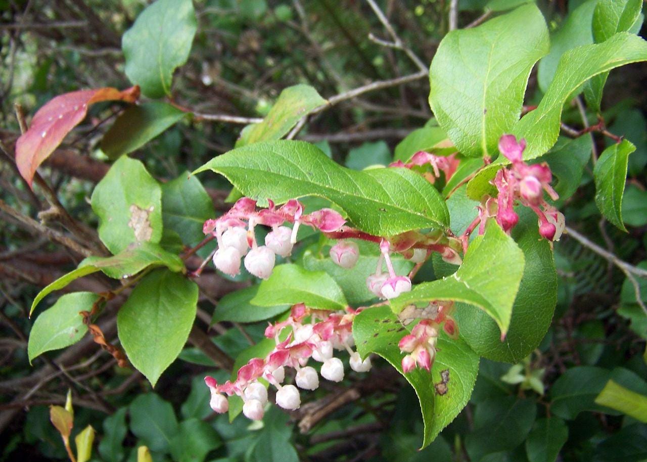 4/20/40 SALAL BERRY Gaultheria Shallon Pink White Flowers Blue Fruit Shrub Seeds(4 Seeds)