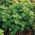 Lemon Balm Seeds – Melissa officinalis 30/150/300 Seeds | Fragrant Heirloom Herb | Calming Tea Plant  Pollinator Friendly(30 Seeds)