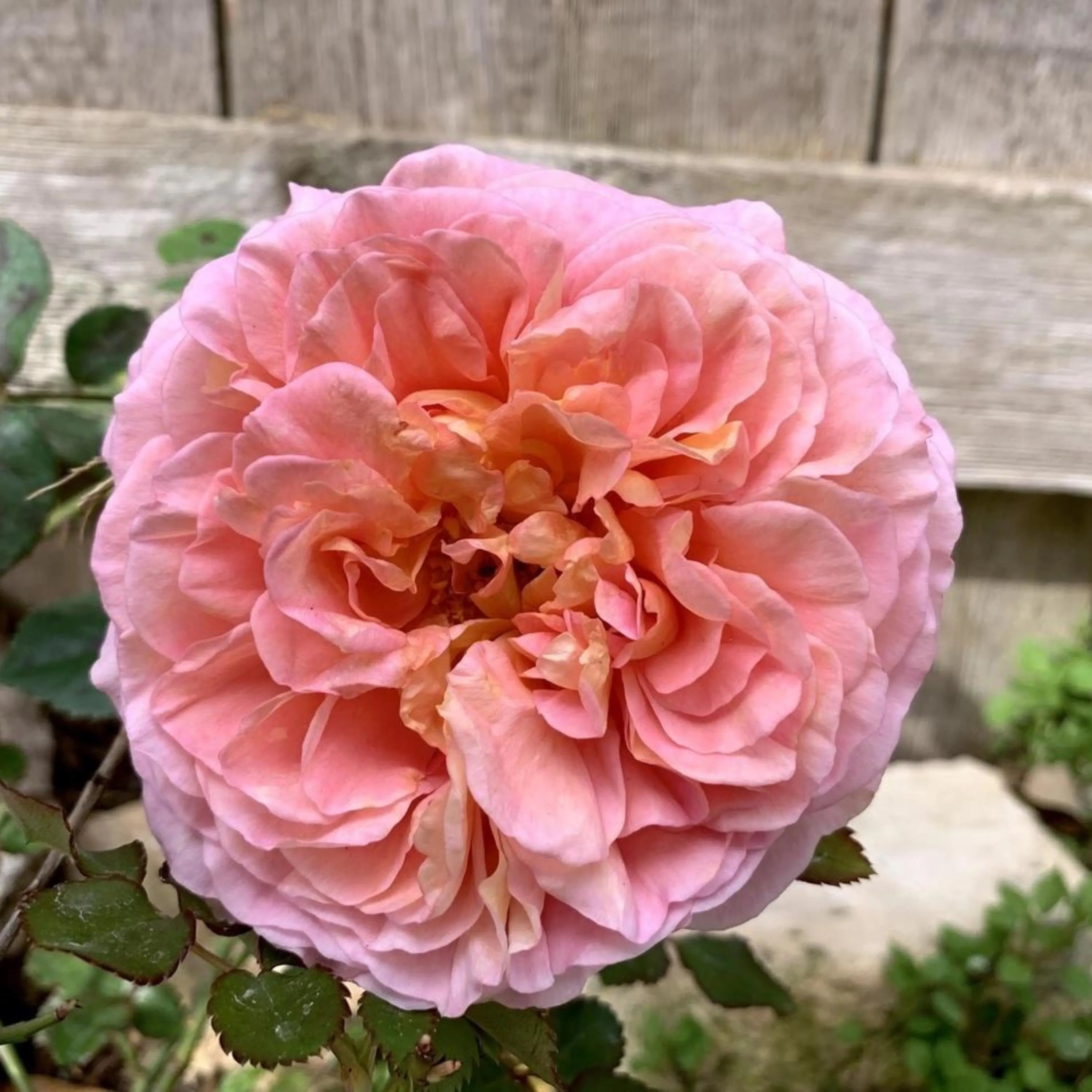 Abraham Darby Rose Seeds: Pink English Perennial Flower (5/25/50+ Seeds)(5 Seeds)