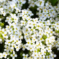 200/1000/2000+ White Creeping Thyme Seeds: Heirloom Ground Cover Plant(200 Seeds)