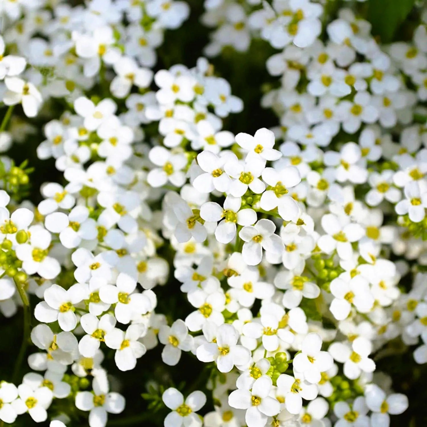 200/1000/2000+ White Creeping Thyme Seeds: Heirloom Ground Cover Plant(200 Seeds)