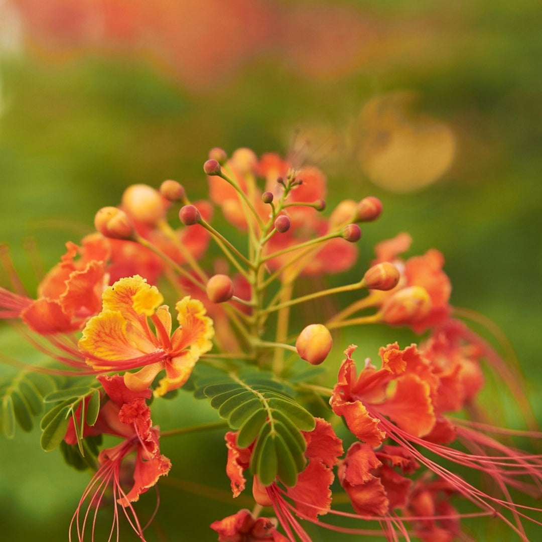 Peacock Flower Seeds – 20 Pcs – Fiery Red  Yellow Blooms for Tropical Landscapes(20 Seeds)