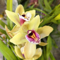 Cymbidium Orchid Seeds for Planting - 20/100/200 Mixed Silk Butterfly Orchid Plants Flower Seeds Home Decoration Cymbidium Flowers Plants(20 Seeds)