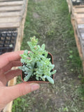 Oscularia Pedunculata, Live Succulent Fully Rooted  2 inch , House Plant for Indoor Outdoor Home Office Wedding Decoration Party Favor(1pc)