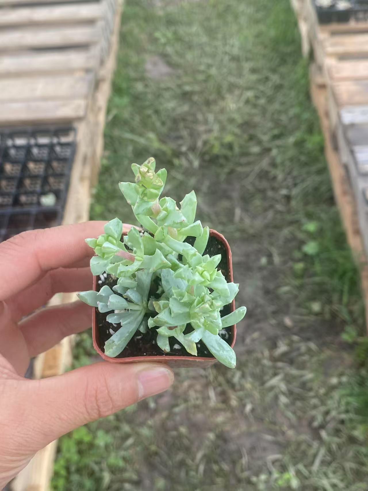 Oscularia Pedunculata, Live Succulent Fully Rooted  2 inch , House Plant for Indoor Outdoor Home Office Wedding Decoration Party Favor(1pc)